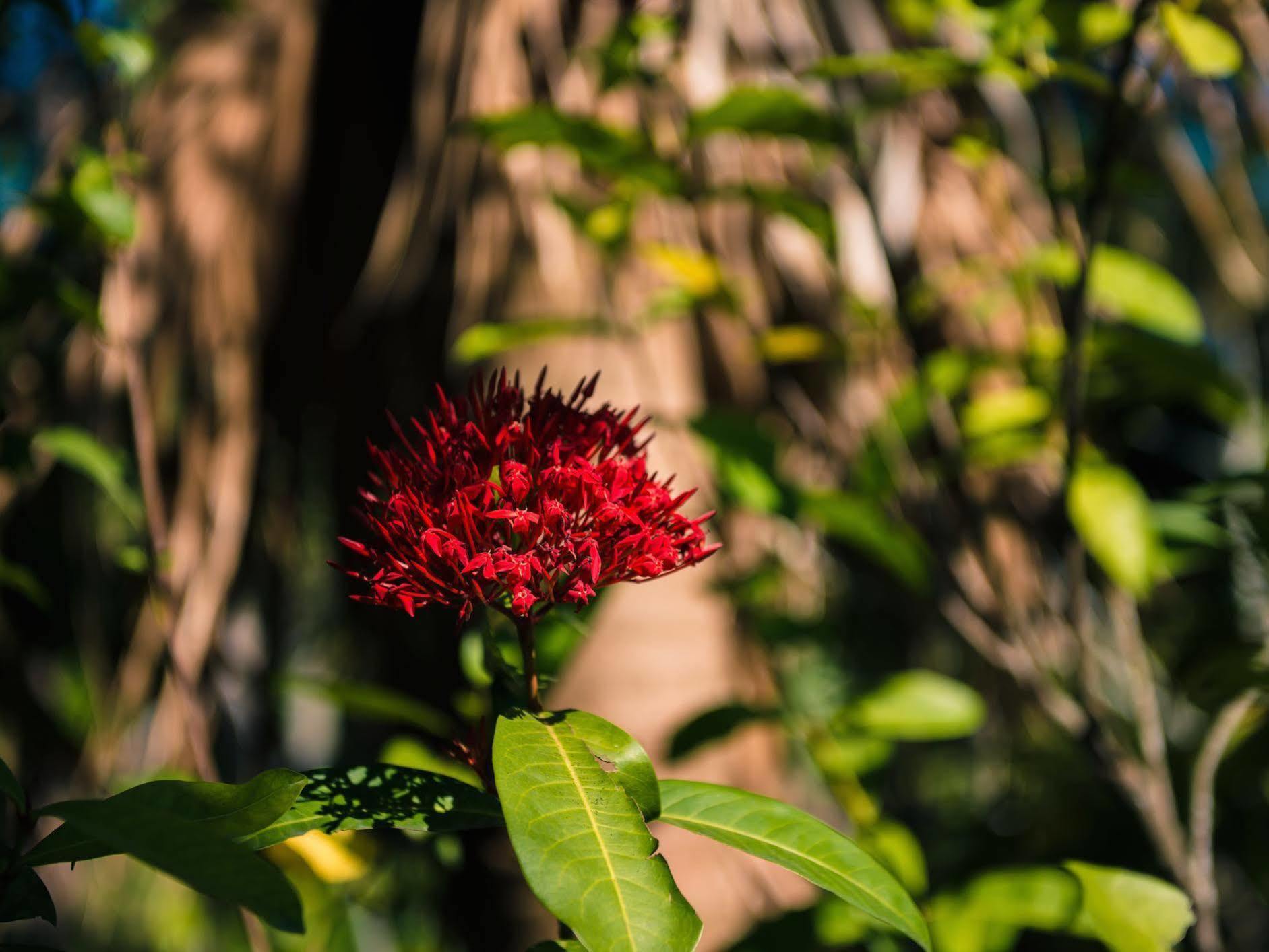 Palm Villa Guesthouse Nantou Dış mekan fotoğraf